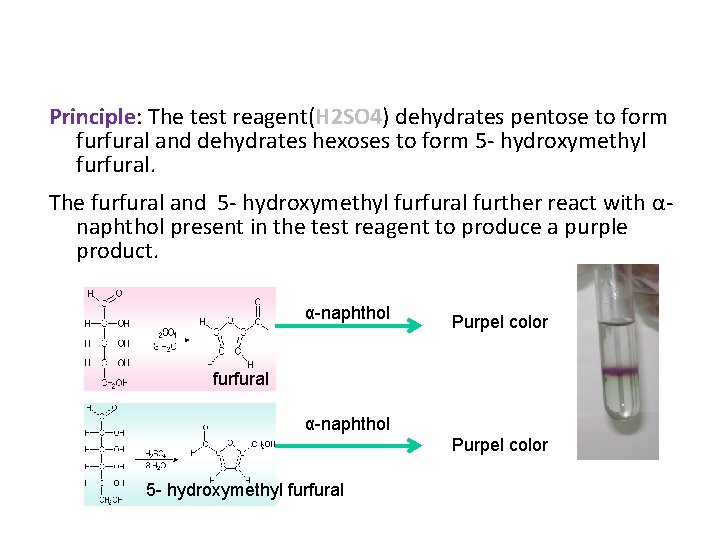 Principle: The test reagent(H 2 SO 4) dehydrates pentose to form furfural and dehydrates