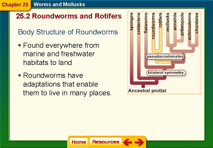 Chapter 25 Worms and Mollusks 25. 2 Roundworms and Rotifers Body Structure of Roundworms Chapter 25 Worms and Mollusks 25. 2 Roundworms and Rotifers Body Structure of Roundworms