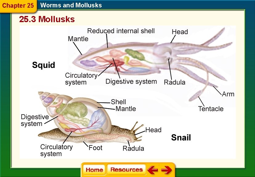 Chapter 25 Worms and Mollusks 25. 3 Mollusks Chapter 25 Worms and Mollusks 25. 3 Mollusks