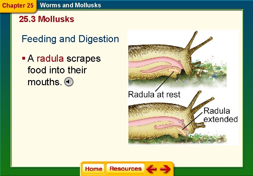 Chapter 25 Worms and Mollusks 25. 3 Mollusks Feeding and Digestion § A radula Chapter 25 Worms and Mollusks 25. 3 Mollusks Feeding and Digestion § A radula