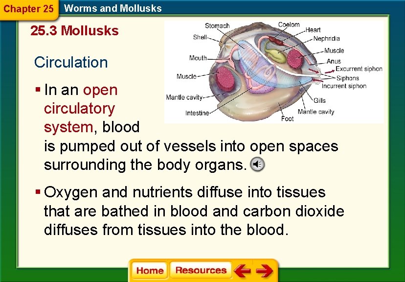 Chapter 25 Worms and Mollusks 25. 3 Mollusks Circulation § In an open circulatory Chapter 25 Worms and Mollusks 25. 3 Mollusks Circulation § In an open circulatory