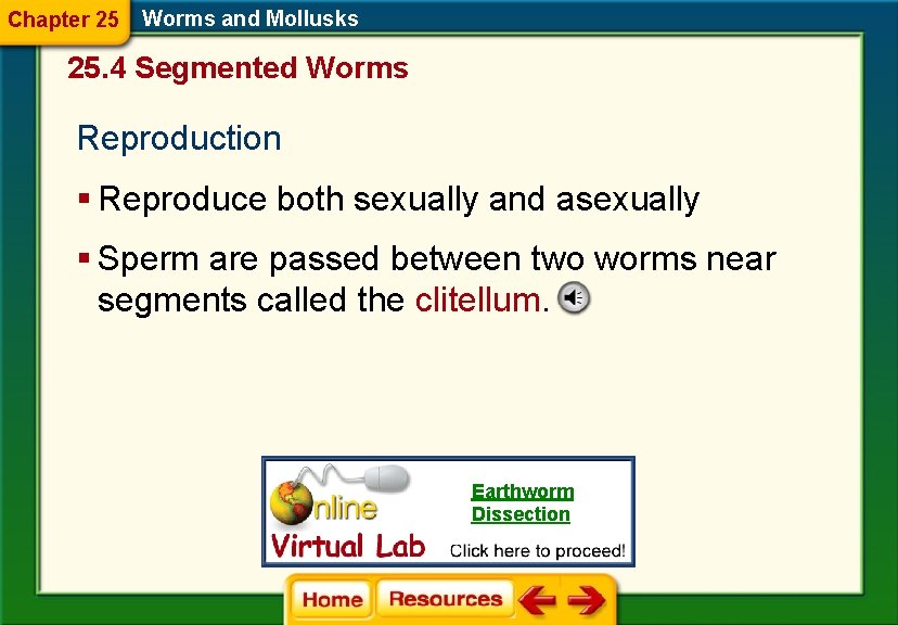 Chapter 25 Worms and Mollusks 25. 4 Segmented Worms Reproduction § Reproduce both sexually Chapter 25 Worms and Mollusks 25. 4 Segmented Worms Reproduction § Reproduce both sexually
