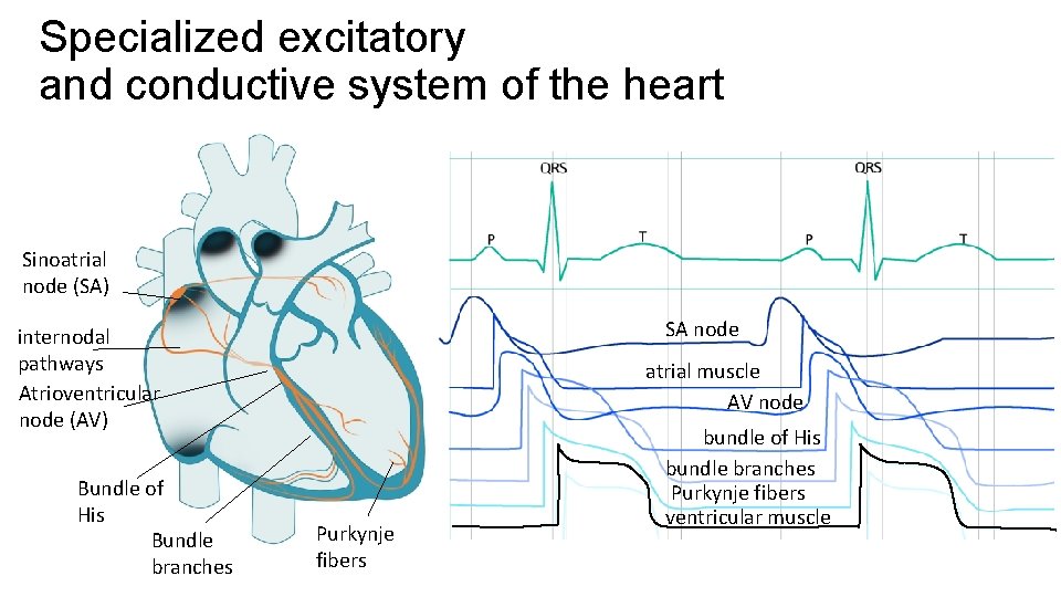 Specialized excitatory and conductive system of the heart Sinoatrial node (SA) SA node internodal