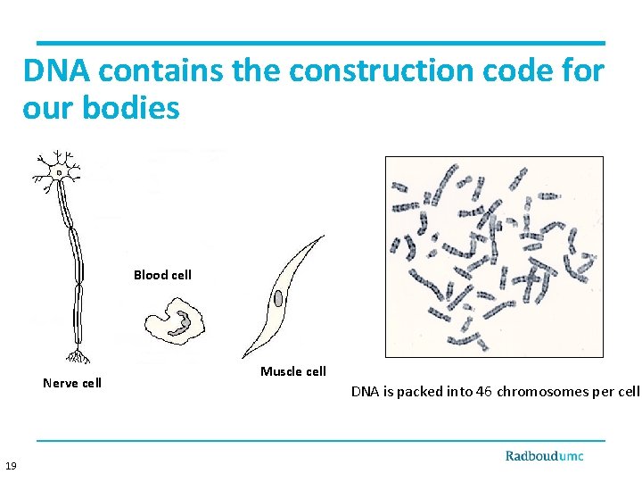 DNA contains the construction code for our bodies Blood cell Nerve cell 19 Muscle