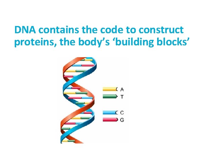 DNA contains the code to construct proteins, the body’s ‘building blocks’ 