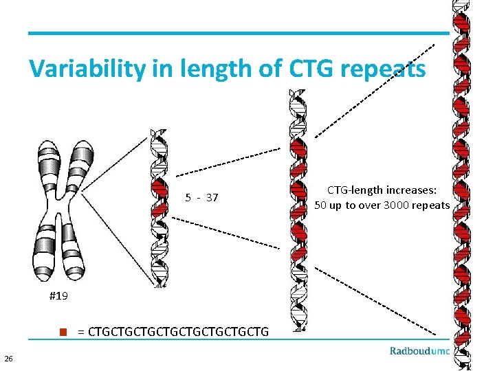 Variability in length of CTG repeats 5 - 37 #19 § 26 = CTGCTGCTGCTG