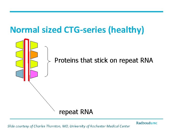 Normal sized CTG-series (healthy) Proteins that stick on repeat RNA Slide courtesy of Charles