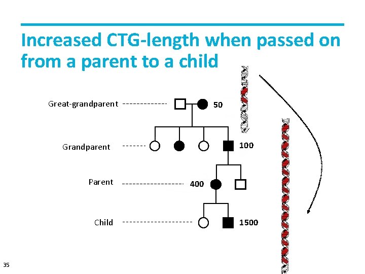 Increased CTG-length when passed on from a parent to a child Great-grandparent overgrootouder 50