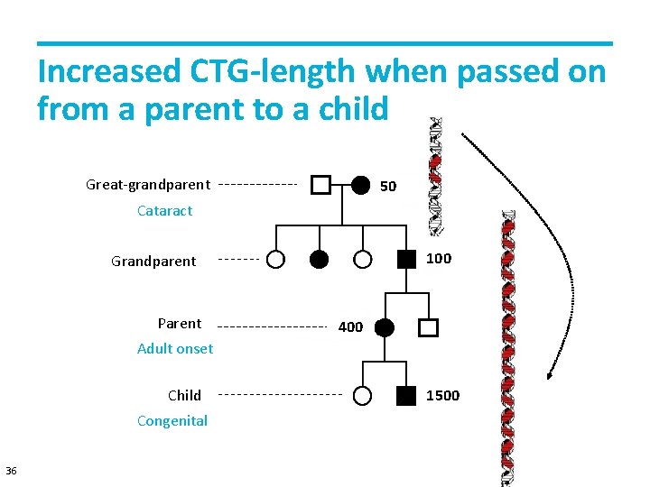 Increased CTG-length when passed on from a parent to a child Great-grandparent overgrootouder 50