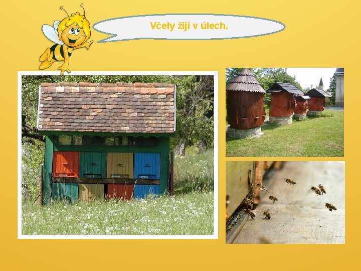 Včely žijí v úlech. Včely žijí v úlech.