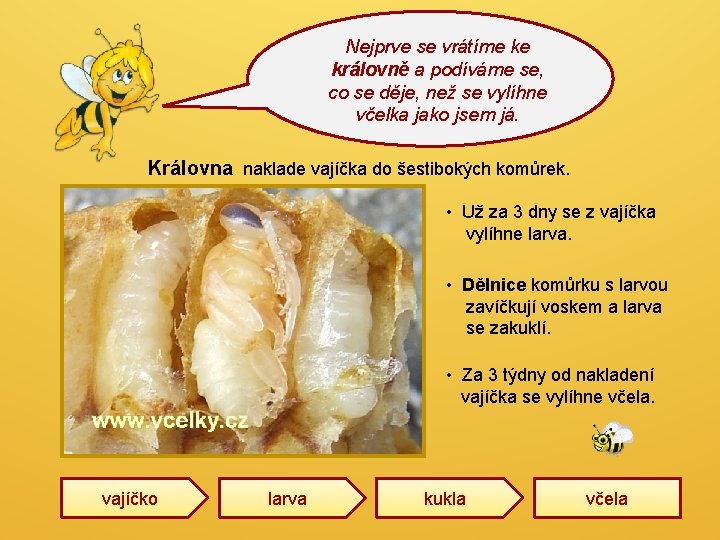 Nejprve se vrátíme ke královně a podíváme se, co se děje, než se vylíhne Nejprve se vrátíme ke královně a podíváme se, co se děje, než se vylíhne