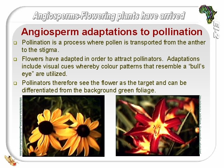 Angiosperm adaptations to pollination q q q Pollination is a process where pollen is