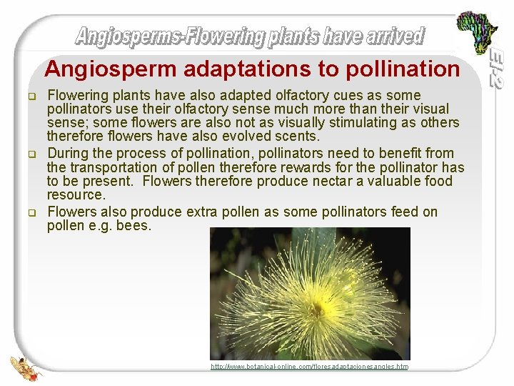 Angiosperm adaptations to pollination q q q Flowering plants have also adapted olfactory cues