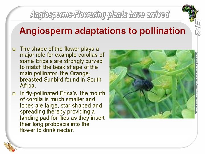 Angiosperm adaptations to pollination q http: //www. botanicalonline. com/floresadaptacionesangleshtm q The shape of the