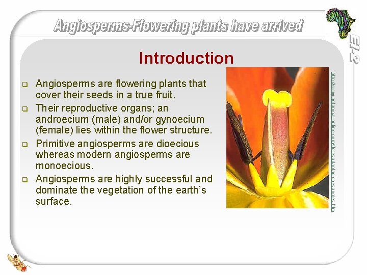 Introduction q q q Angiosperms are flowering plants that cover their seeds in a