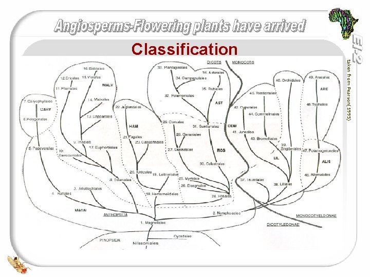 Classification taken from Pearson(1995) 