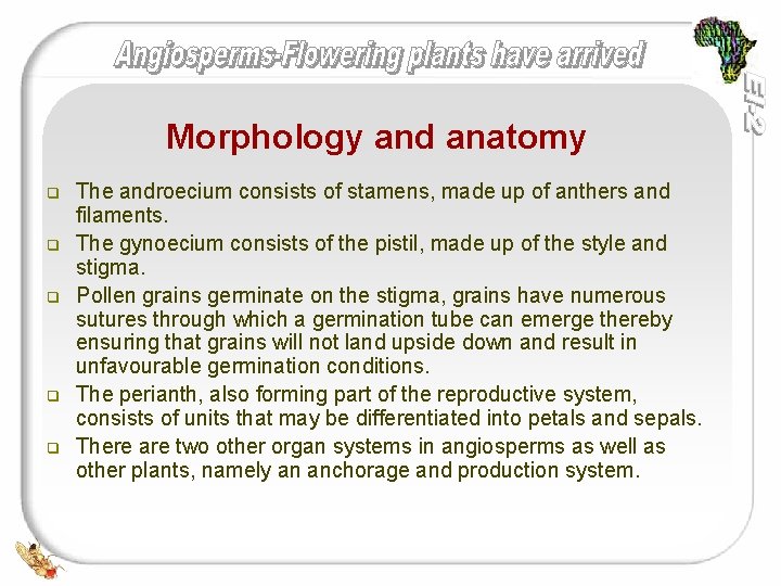Morphology and anatomy q q q The androecium consists of stamens, made up of