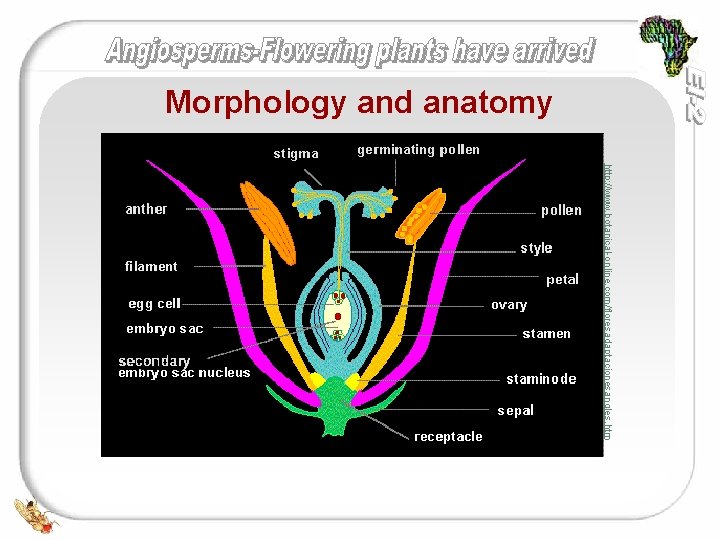 Morphology and anatomy http: //www. botanical-online. com/floresadaptacionesangles. htm 