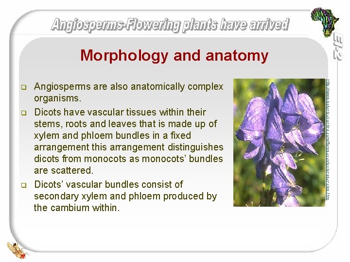 Morphology and anatomy q q Angiosperms are also anatomically complex organisms. Dicots have vascular