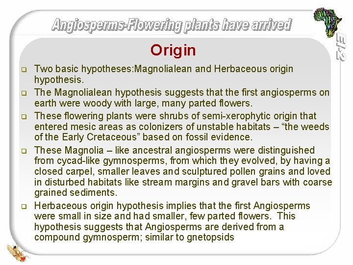 Origin q q q Two basic hypotheses: Magnolialean and Herbaceous origin hypothesis. The Magnolialean