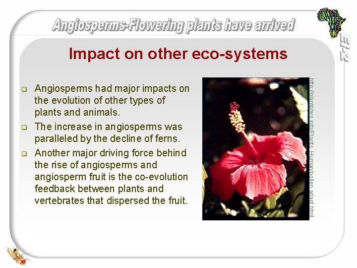 Impact on other eco-systems q q Angiosperms had major impacts on the evolution of