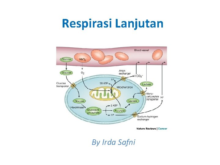 Respirasi Lanjutan By Irda Safni 