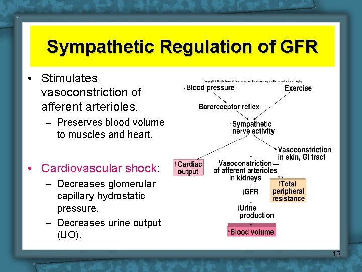 Sympathetic Regulation of GFR • Stimulates vasoconstriction of afferent arterioles. – Preserves blood volume Sympathetic Regulation of GFR • Stimulates vasoconstriction of afferent arterioles. – Preserves blood volume