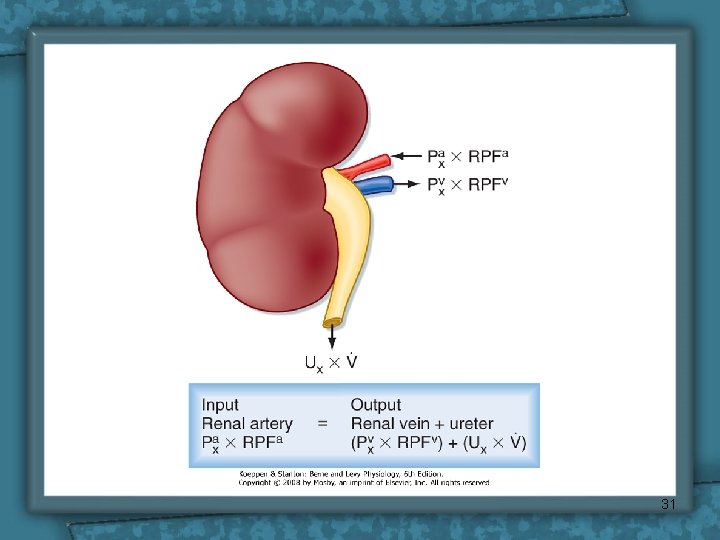 Renal Physiology 3 Renal Clearance Ahmad Ahmeda aahmedaksu