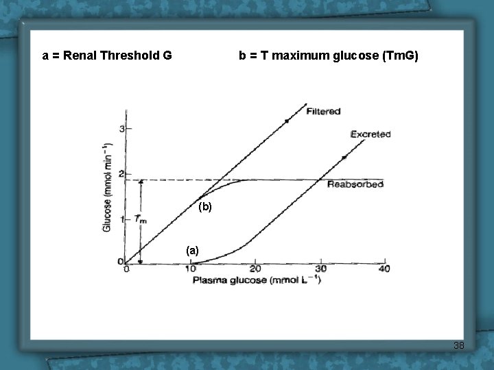 a = Renal Threshold G b = T maximum glucose (Tm. G) (b) (a) a = Renal Threshold G b = T maximum glucose (Tm. G) (b) (a)