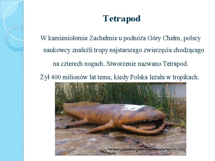 Tetrapod W kamieniołomie Zachełmie u podnóża Góry Chełm, polscy naukowcy znaleźli tropy najstarszego zwierzęcia