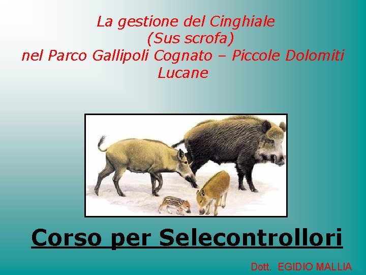 La gestione del Cinghiale (Sus scrofa) nel Parco Gallipoli Cognato – Piccole Dolomiti Lucane