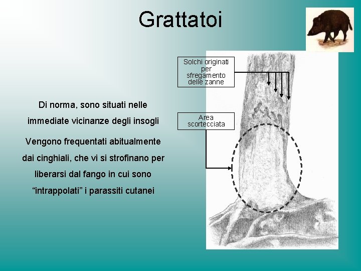 Grattatoi Solchi originati per sfregamento delle zanne Di norma, sono situati nelle immediate vicinanze