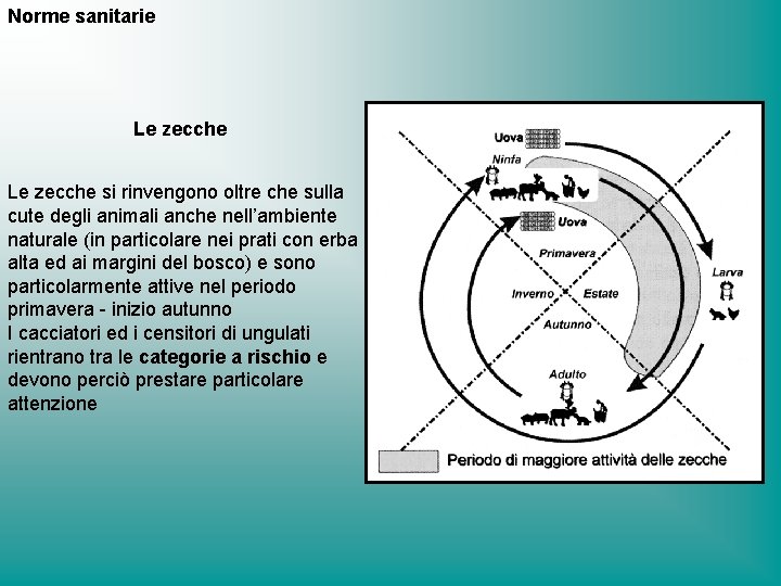 Norme sanitarie Le zecche si rinvengono oltre che sulla cute degli animali anche nell’ambiente