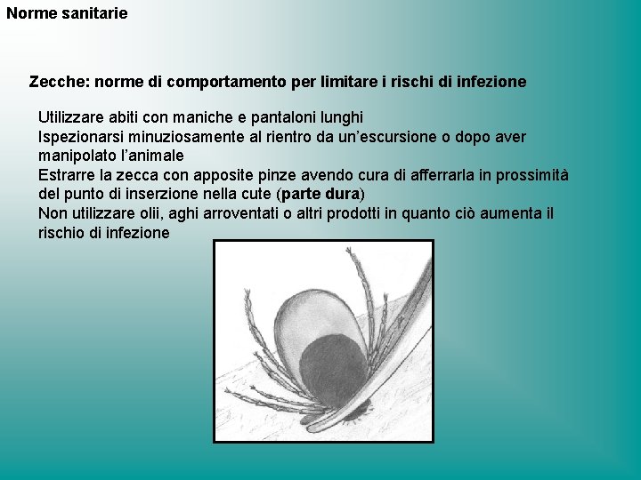 Norme sanitarie Zecche: norme di comportamento per limitare i rischi di infezione Utilizzare abiti