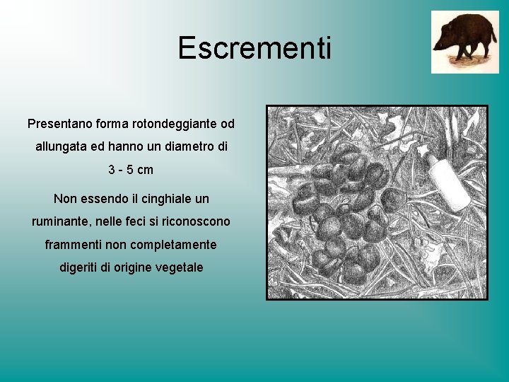 Escrementi Presentano forma rotondeggiante od allungata ed hanno un diametro di 3 - 5