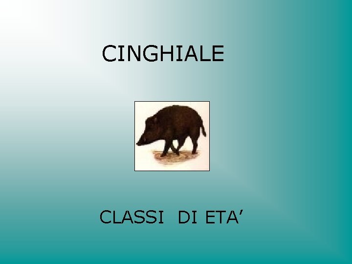 CINGHIALE CLASSI DI ETA’ 