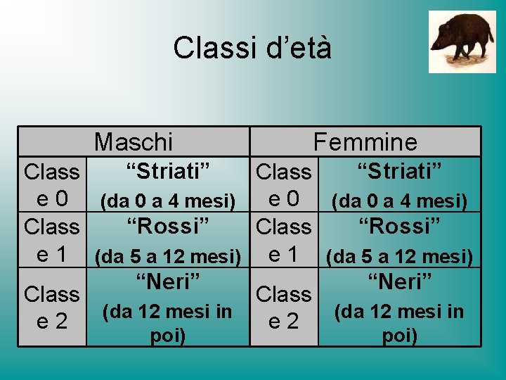 Classi d’età Maschi Femmine “Striati” Class e 0 (da 0 a 4 mesi) “Rossi”