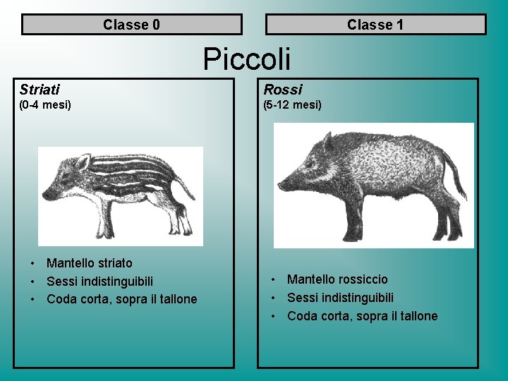 Classe 0 Classe 1 Piccoli Striati Rossi (0 -4 mesi) (5 -12 mesi) •