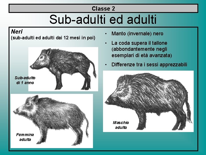 Classe 2 Sub-adulti ed adulti Neri (sub-adulti ed adulti dai 12 mesi in poi)