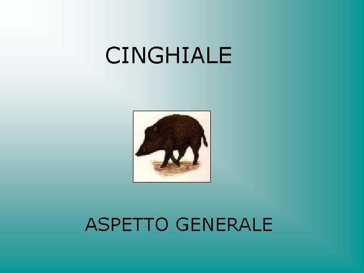 CINGHIALE ASPETTO GENERALE 