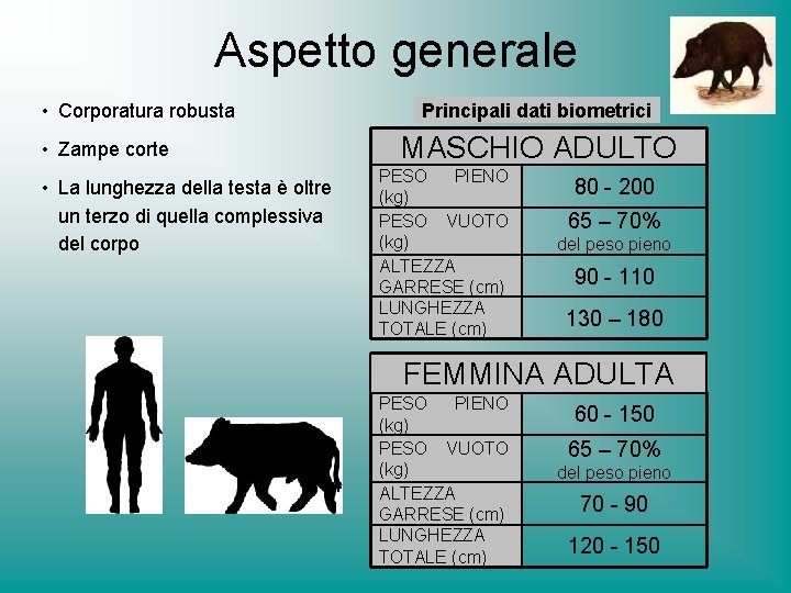 Aspetto generale • Corporatura robusta • Zampe corte • La lunghezza della testa è