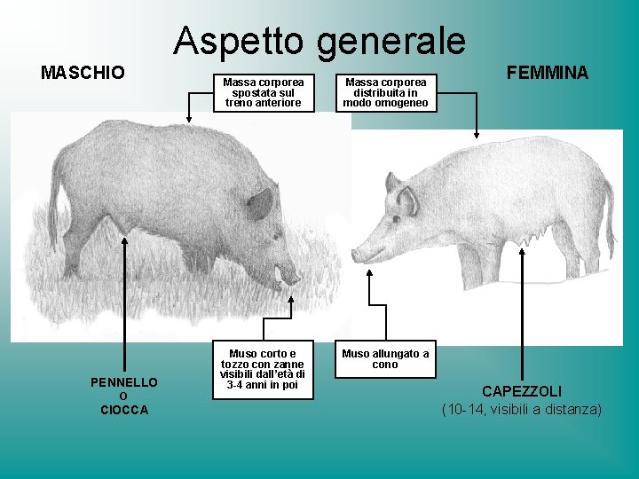 Aspetto generale MASCHIO PENNELLO O CIOCCA Massa corporea spostata sul treno anteriore Massa corporea