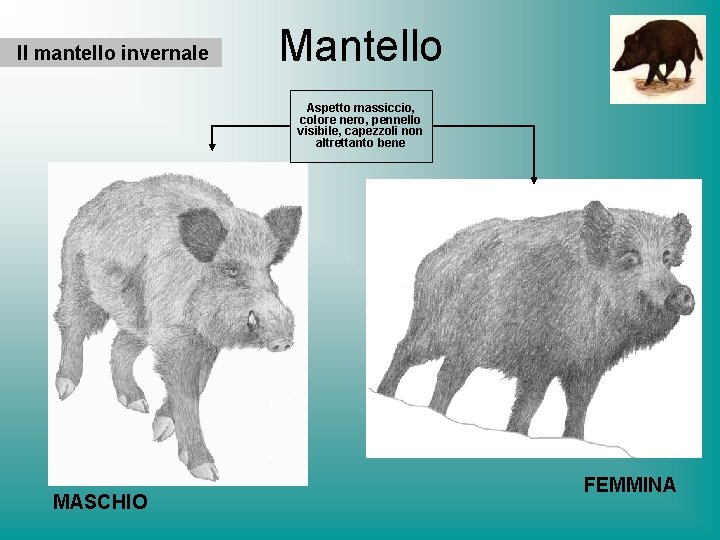 Il mantello invernale Mantello Aspetto massiccio, colore nero, pennello visibile, capezzoli non altrettanto bene