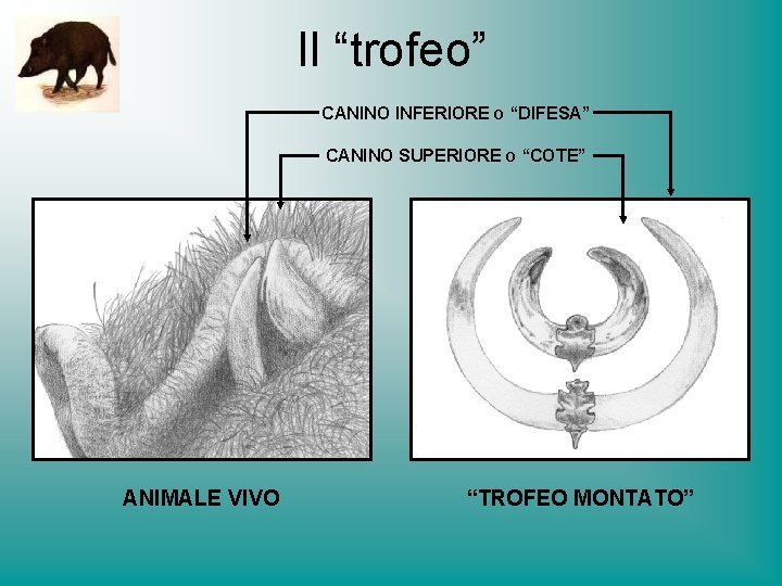 Il “trofeo” CANINO INFERIORE O “DIFESA” CANINO SUPERIORE O “COTE” ANIMALE VIVO “TROFEO MONTATO”