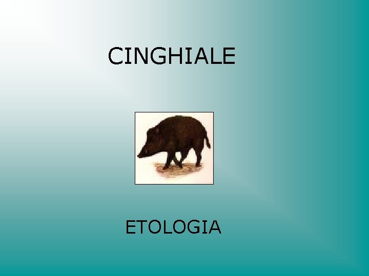 CINGHIALE ETOLOGIA 