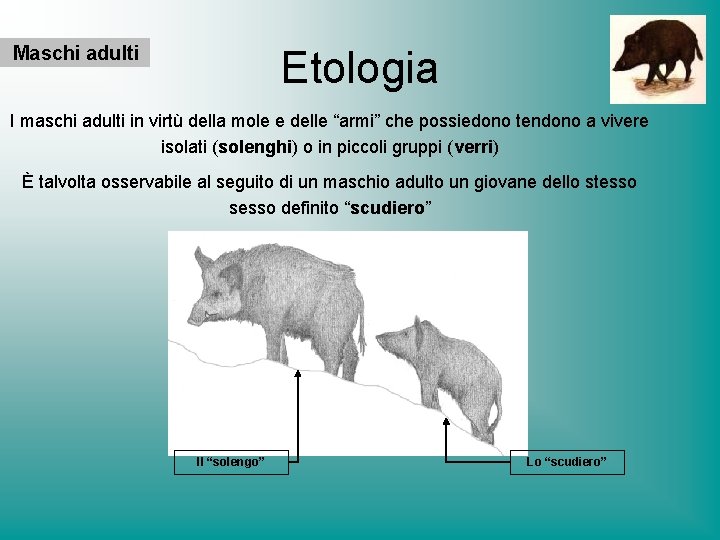 Maschi adulti Etologia I maschi adulti in virtù della mole e delle “armi” che