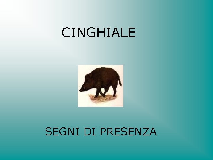 CINGHIALE SEGNI DI PRESENZA 