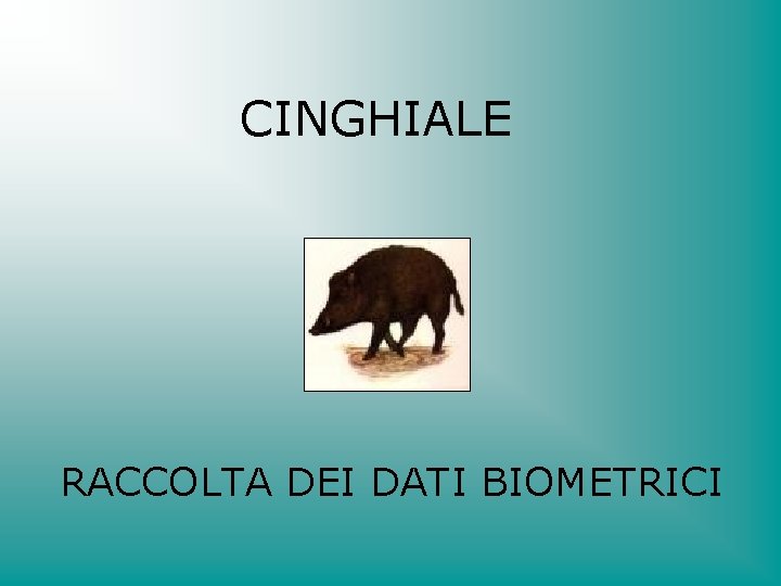 CINGHIALE RACCOLTA DEI DATI BIOMETRICI 