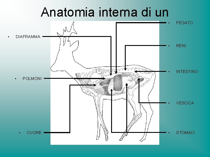  • DIAFRAMMA • Anatomia interna di un artiodattilo • FEGATO • RENI •