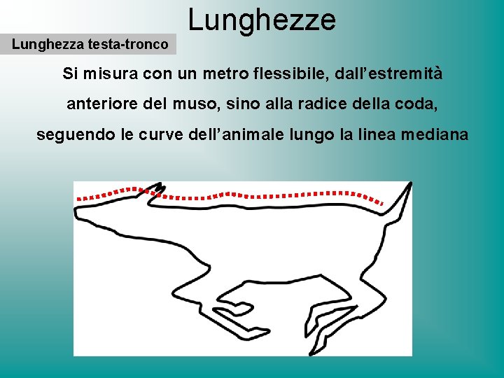 Lunghezza testa-tronco Lunghezze Si misura con un metro flessibile, dall’estremità anteriore del muso, sino